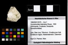 Foto (Objekt + Etiketten) von Goniodromites bidentatus (Reuss, 1859) 